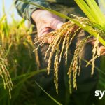 先正达植保与Insilico Medicine将利用AI推动可持续产品创新变革