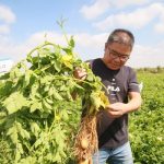 地上地下全面呵护 拜耳为马铃薯产业撑起“防护伞”