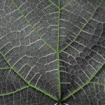 舍弗勒计划2040年实现气候中和